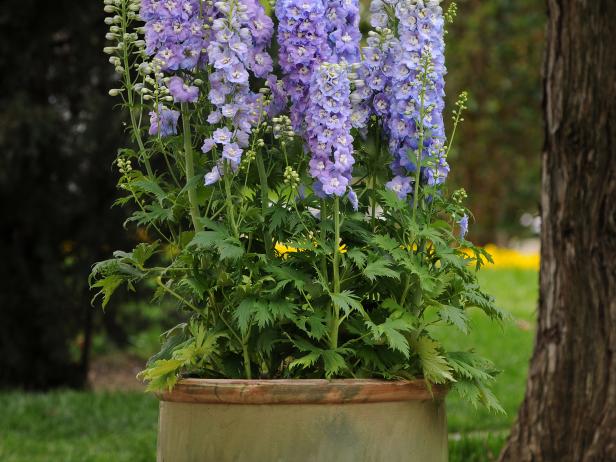 Delphinium How To Plant Grow And Care For Delphinium Flower Hgtv