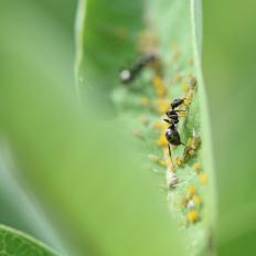 Ants And Aphids
