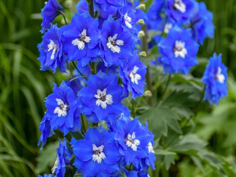How to Plant, Grow and Care for Delphinium