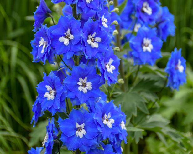 Blue Delphinium With White Bee