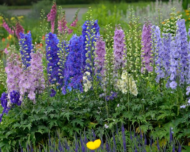 Dwarf Delphinium For Containers