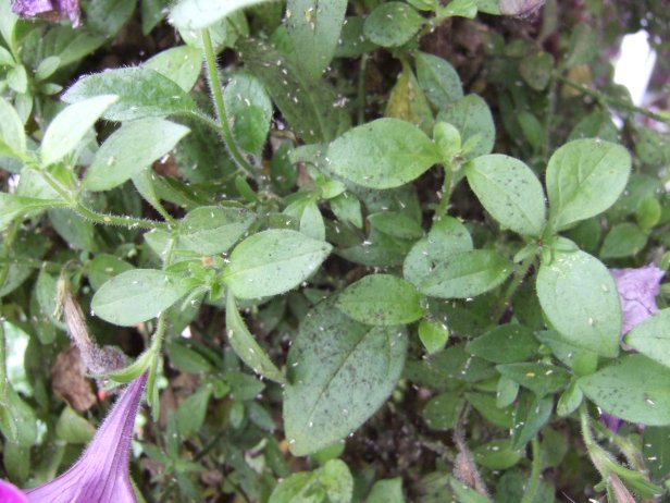 aphids in bedding plants