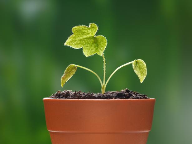 Delphinium How to Plant, Grow and Care for Delphinium Flower HGTV