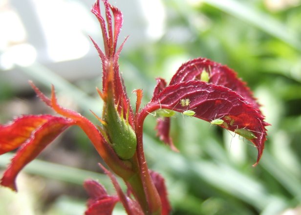 aphids are rose pests