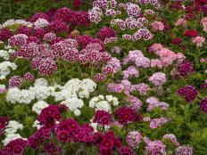 Cottage garden favorites including Sweet William, cheddar pinks and carnations will add an attractive pop of color to any yard.