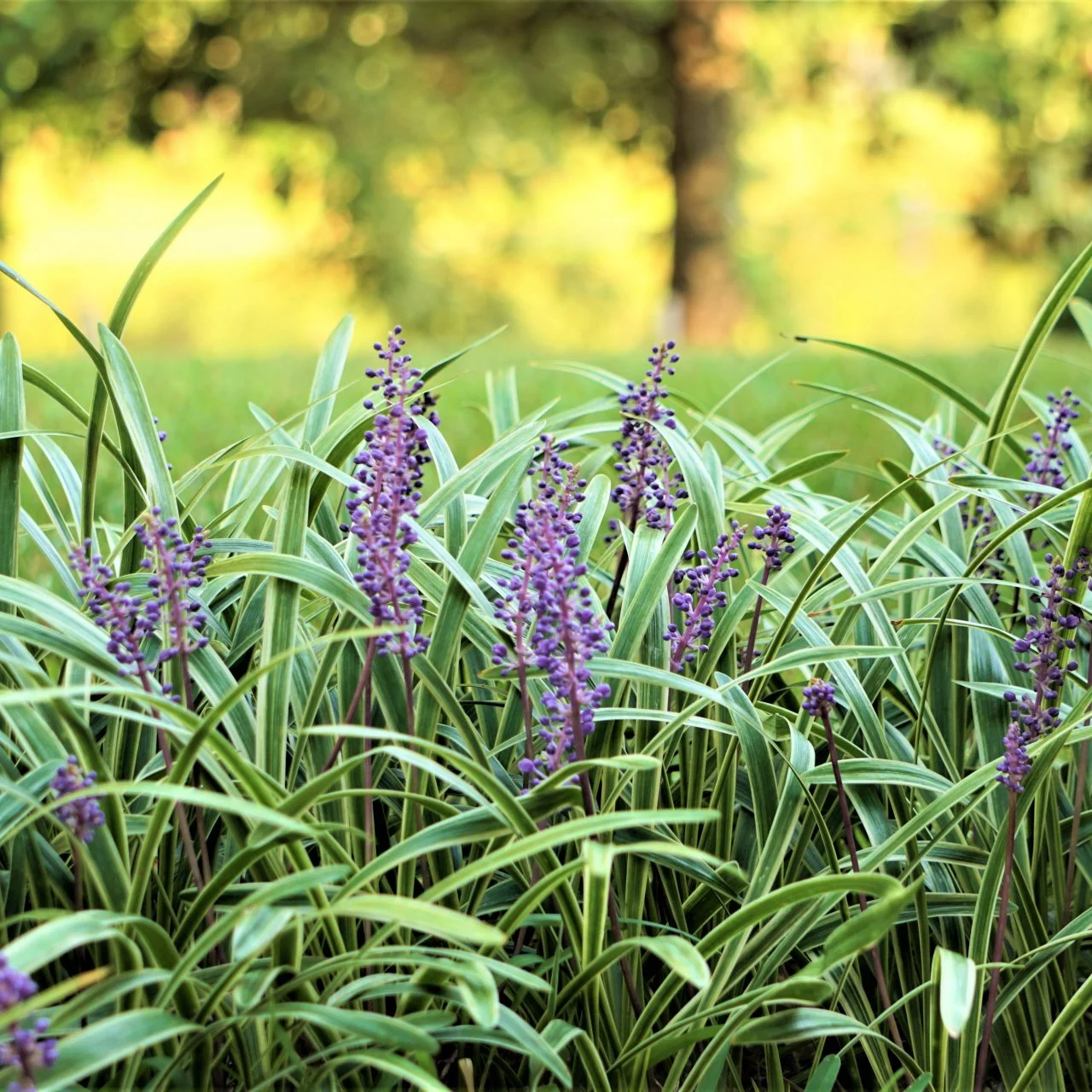 Monkey grass discount
