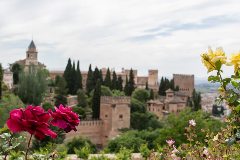 Roses overlooking a medieval palace in Spain