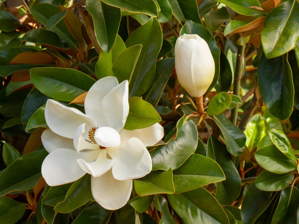 Magnolia Tree Types And Magnolia Tree Care Hgtv