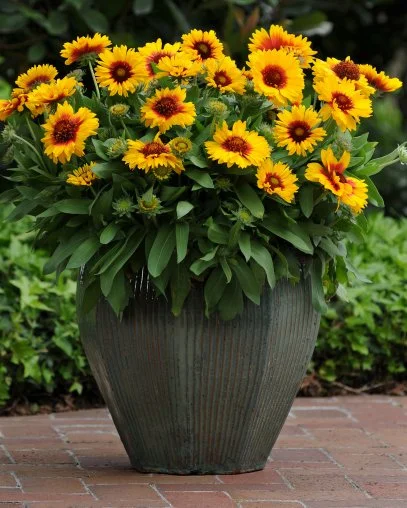 How To Grow Blanket Flower HGTV