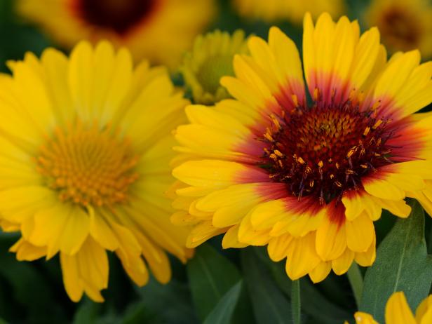 How to Grow Blanket Flower and Pictures of the Different Varieties | HGTV