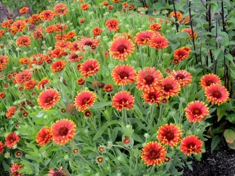 How To Grow Blanket Flower HGTV