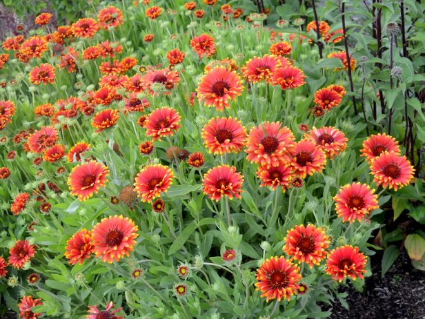 Cutting Garden Flower