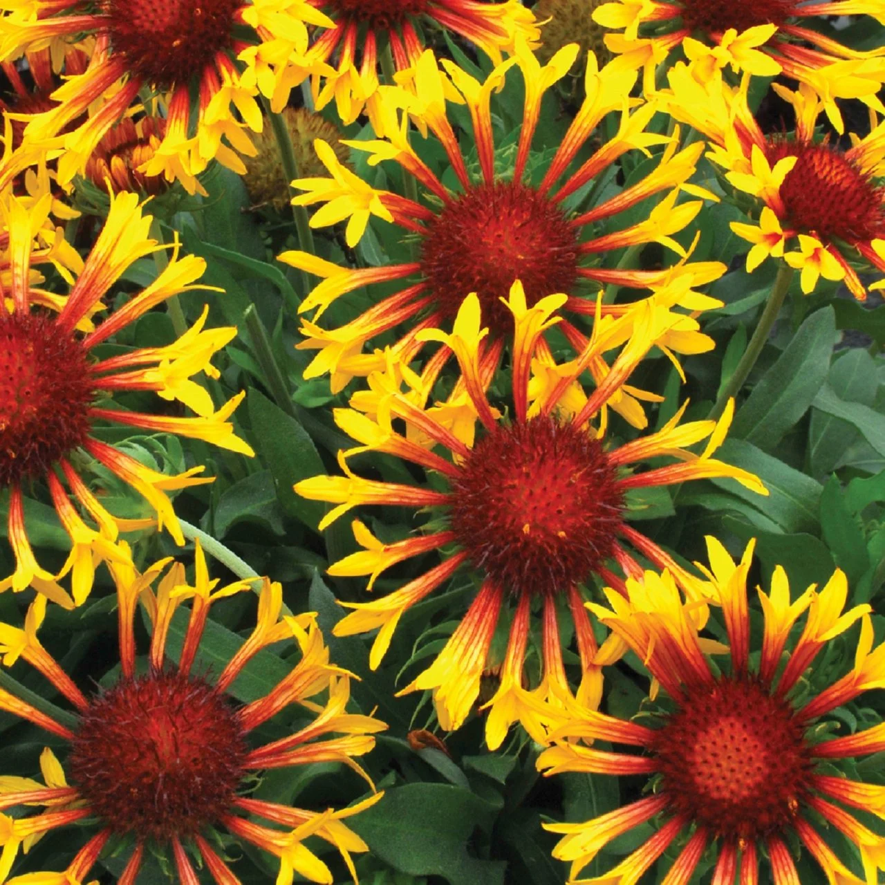 How To Grow Blanket Flower HGTV