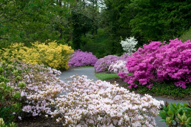 Azaleas: How to Grow and Care for the Azalea Bush | HGTV