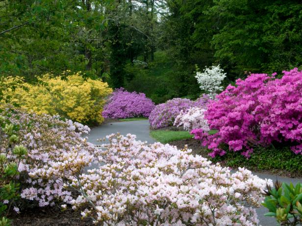 Azaleas: How to Grow and Care for the Azalea Bush | HGTV