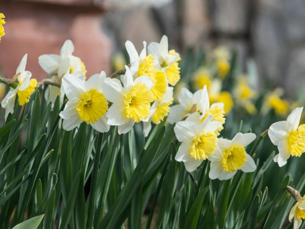 When Is It Too Late To Plant Spring-Flowering Bulbs? | HGTV