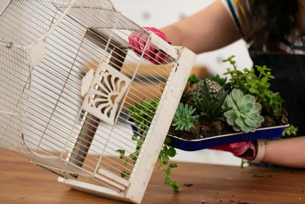 Lastly, place the aluminum pan of succulents inside the birdcage and onto the tray. If anything has moved in the process, use a skewer to rearrange from the outside.