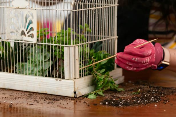 Lastly, place the aluminum pan of succulents inside the birdcage and onto the tray. If anything has moved in the process, use a skewer to rearrange from the outside. Use a paintbrush to remove any excess dirt from the birdcage.