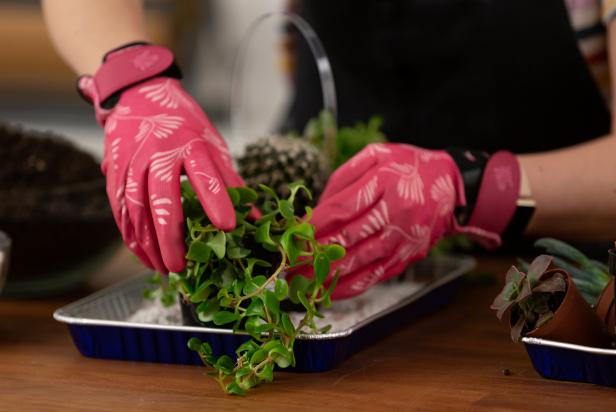 Wearing gloves, arrange a variety of succulents and cacti on the tray of rocks and perlite, keeping them in the containers for now. Arrange to best fit your vintage birdcage. Once arranged to your liking, wearing gloves, remove the succulents from their individual containers. Lightly break up the bottom part of the potting soil to encourage root growth, then place the succulents in the designed place. Then, add a layer of succulent potting soil around the freshly potted plants.