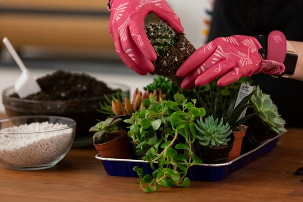 Wearing gloves, arrange a variety of succulents and cacti on the tray of rocks and perlite, keeping them in the containers for now. Arrange to best fit your vintage birdcage. Once arranged to your liking, wearing gloves, remove the succulents from their individual containers. Lightly break up the bottom part of the potting soil to encourage root growth, then place the succulents in the designed place. Then, add a layer of succulent potting soil around the freshly potted plants.