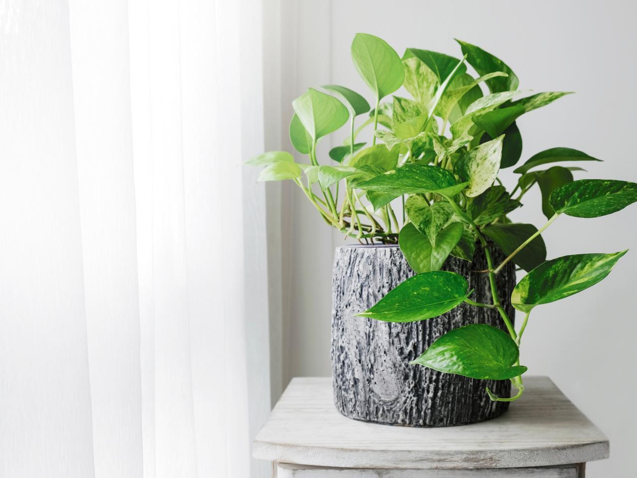 How to Grow and Care for Pothos Plants, or Devil's Ivy   HGTV