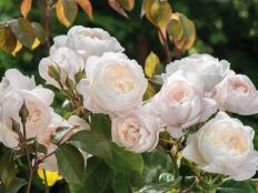 English Rose Desdemona 