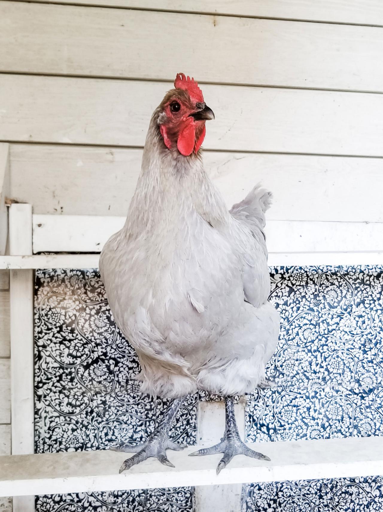 Vorwerk White Buff White  BackYard Chickens - Learn How to Raise