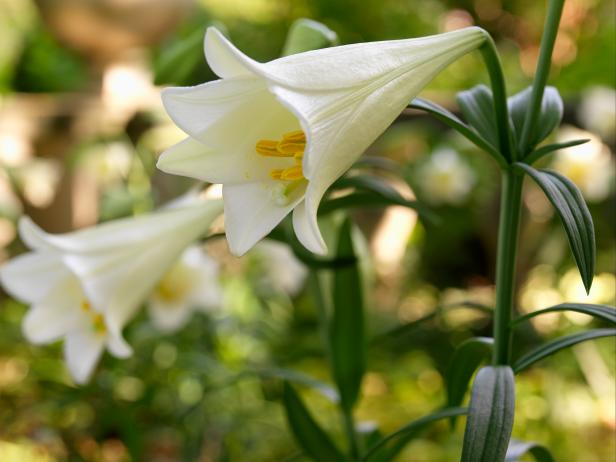 Image of Snow on lilies