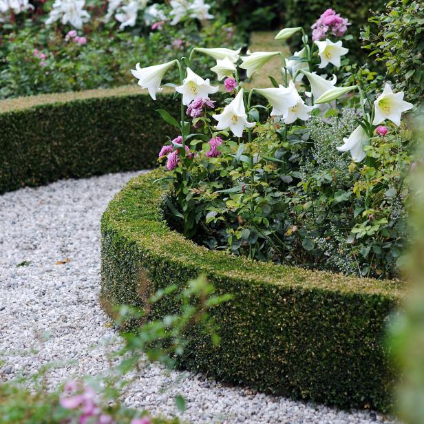 Lily, Roses And Boxwood Hedge