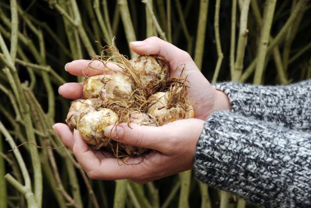 Easter Lily Bulbs