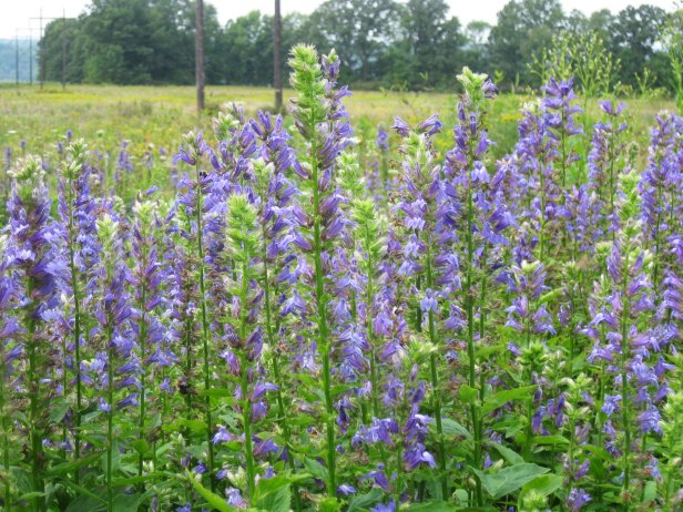 Cardinal Flower Lobelia siphilitica