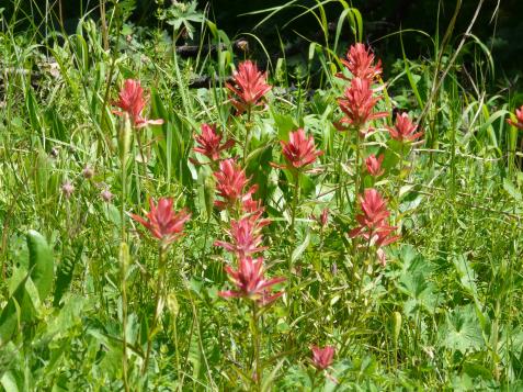 How to Grow Indian Paintbrush