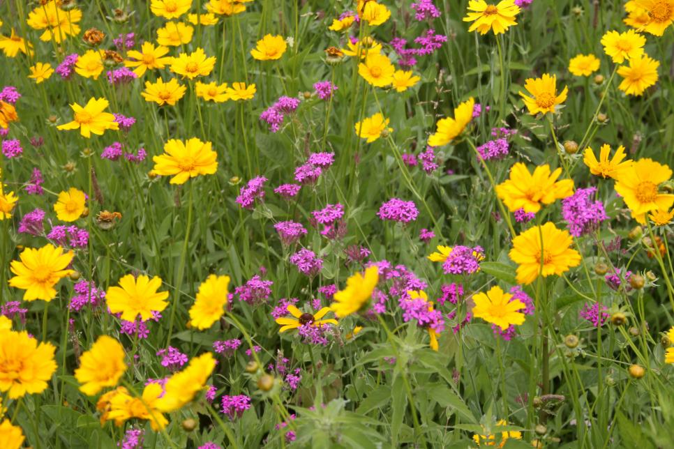 20 Types Of Perennial Wildflowers Hgtv,Small 1 Bedroom Apartment Layout