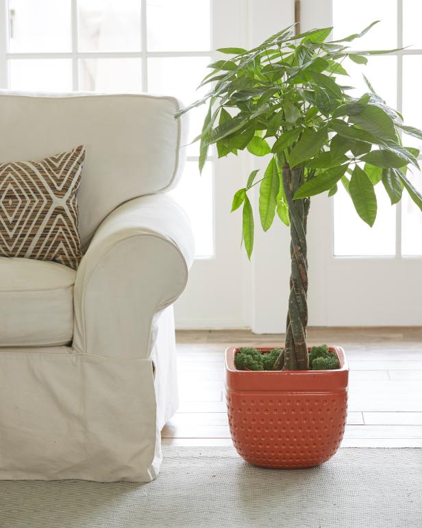 Houseplant With Braided Trunk