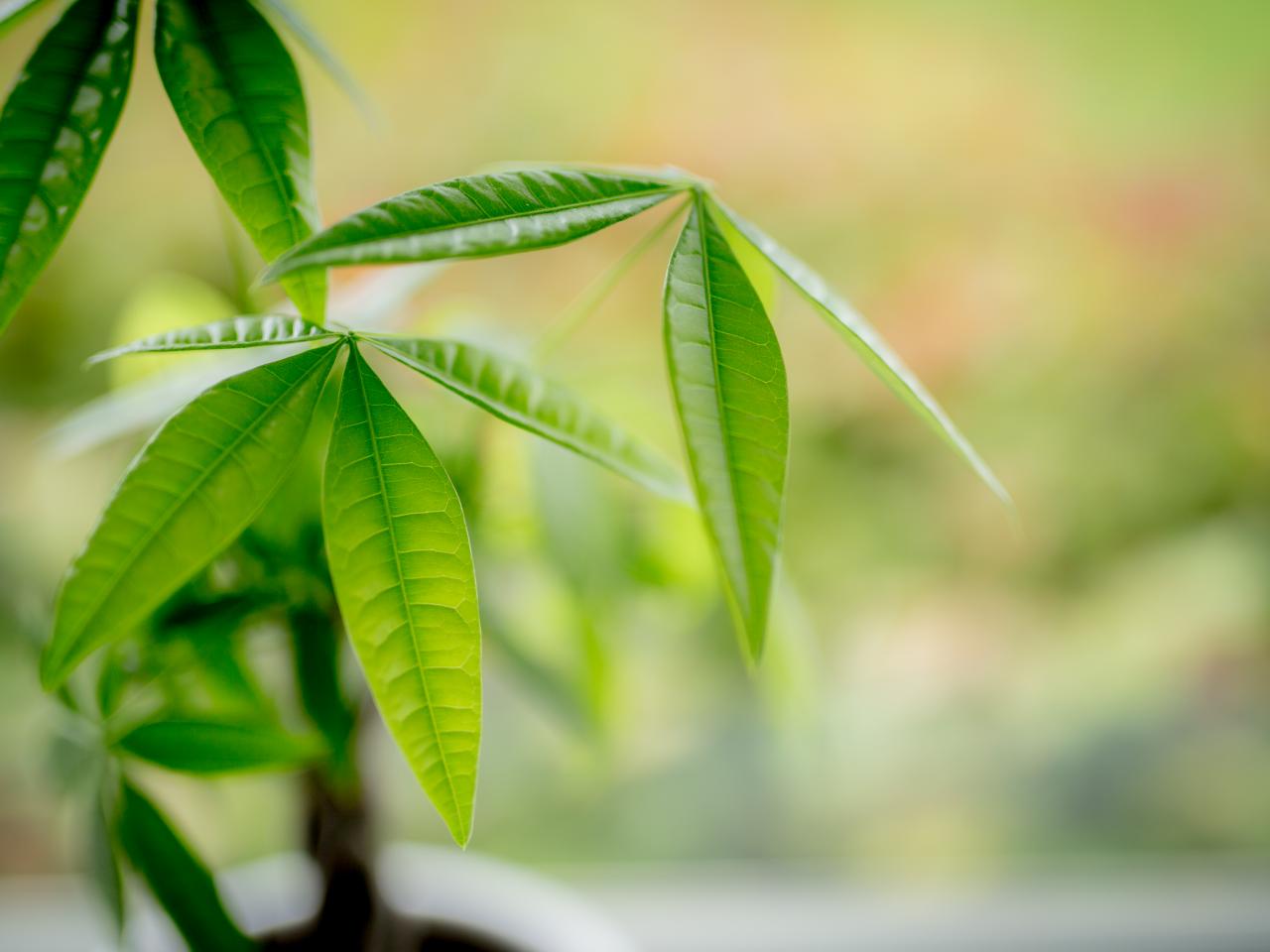 how to grow and care for a money tree plant  hgtv