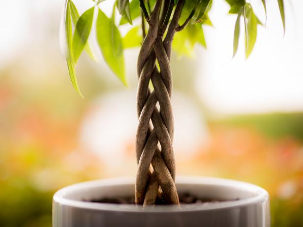 How To Grow And Care For A Money Tree Plant Hgtv