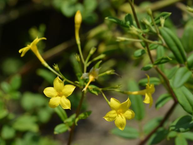 Florida Jasmine (Jasminum floridum) is a versatile mounding shrub that can be trained as a vine or used to cover banks.
