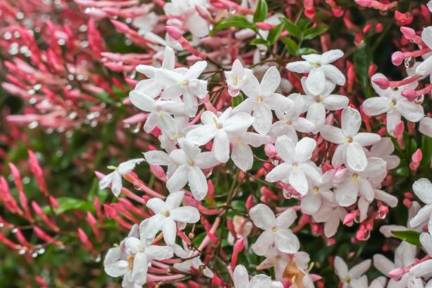 Pink Jasmine (Jasminum polyanthum) also known as white jasmine, is an evergreen twining climber native to China and Burma.