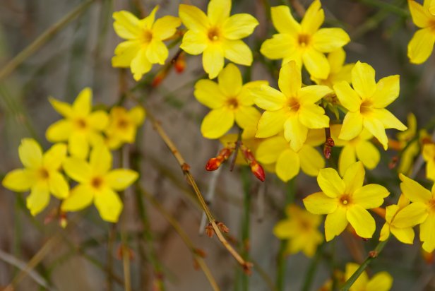 Winter Jasmine (Jasminum nudiflorum)