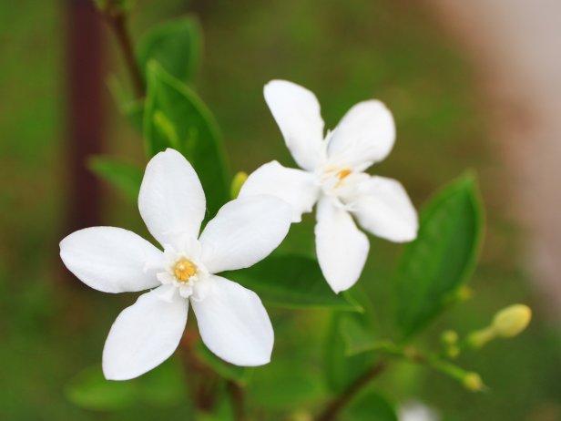 Common Jasmine (Jasminum officinale)