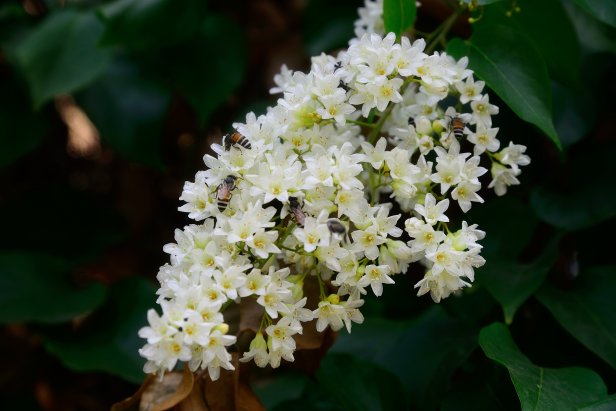 Arabian Jasmine