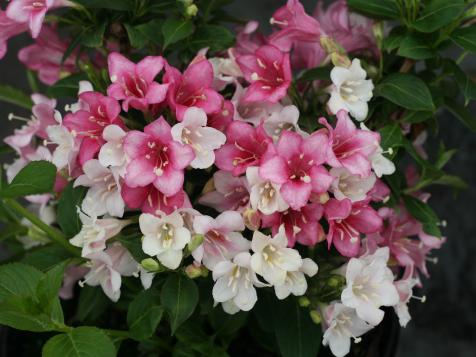 How to Grow and Care for Weigela