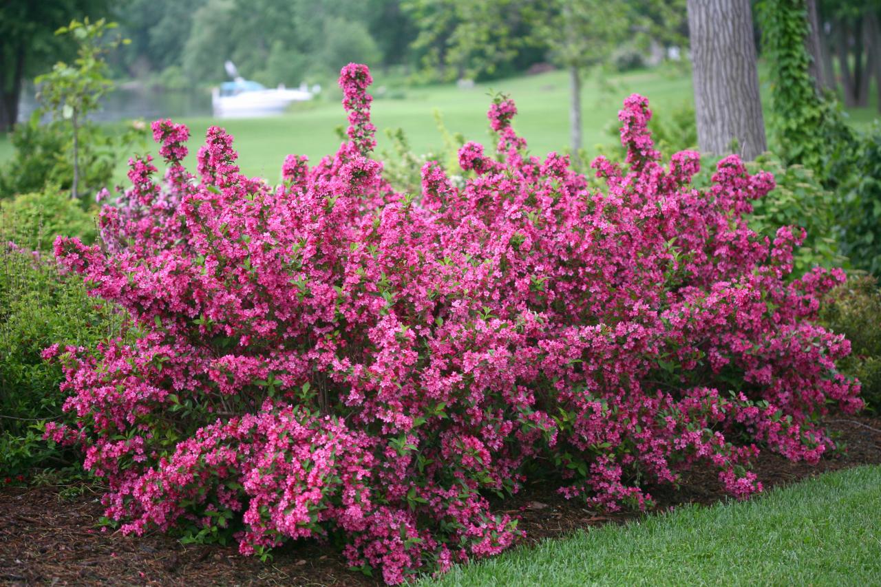 how to grow and care for weigela | hgtv