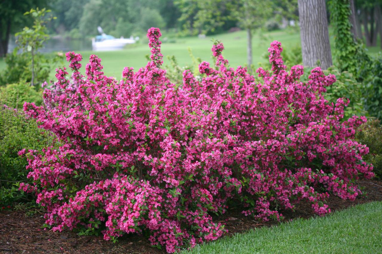 Dwarf Variegated Weigela