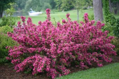 Image of Pink weigela bush in full bloom