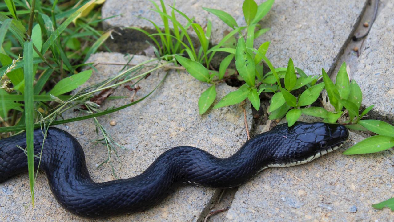 St. Augustine gardeners should prepare to see snakes return next month