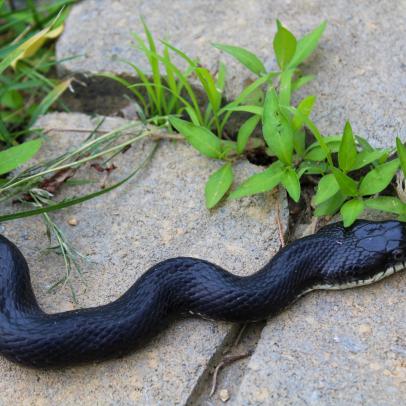 landscaping to prevent snakes