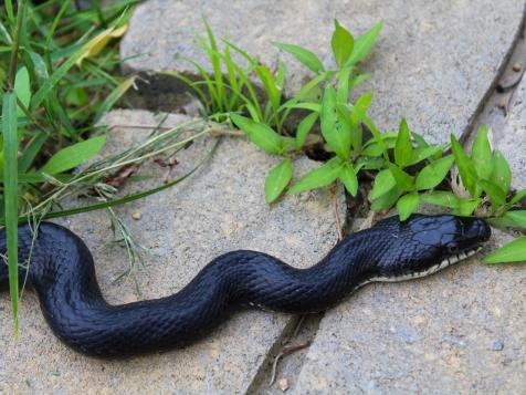 5 Ways to Keep Snakes Out of Your Garden
