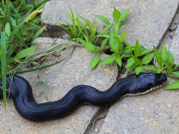 A black rat snake glides across some garden pavers.