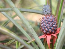 A small pineapple grows from a plant stalk in a garden.